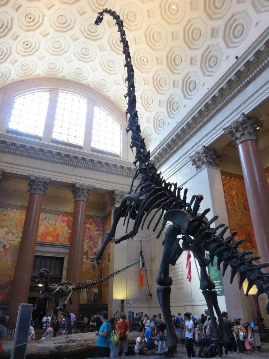A Walk through American Antiquity: The American Museum of Natural History in New York