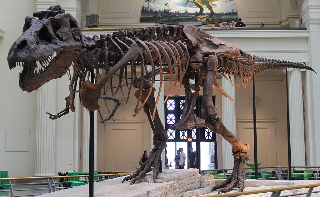 Ein T. Rex namens Sue